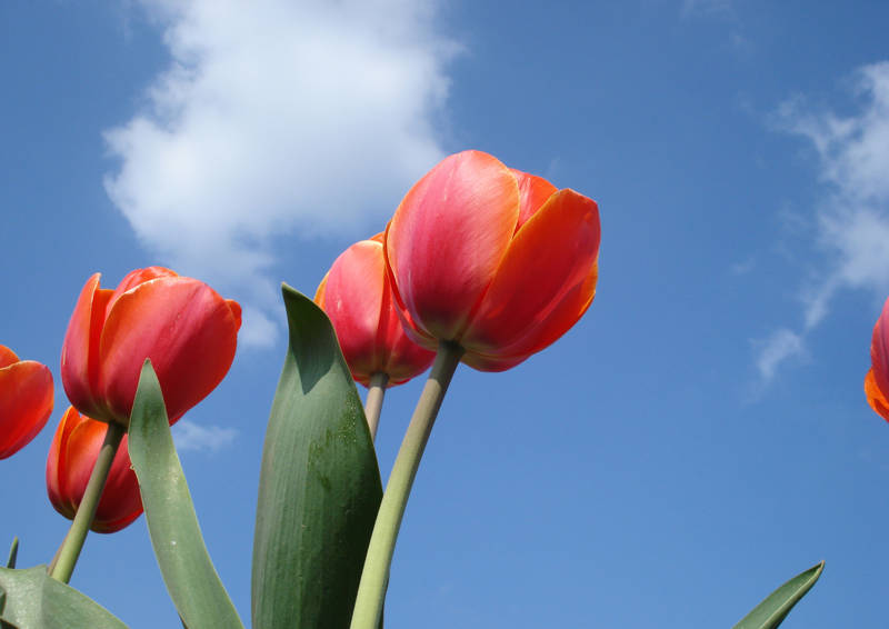 Tulips Callantsoog